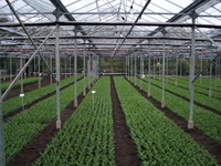 A crop of Misty series planted out A crop of Misty series planted out